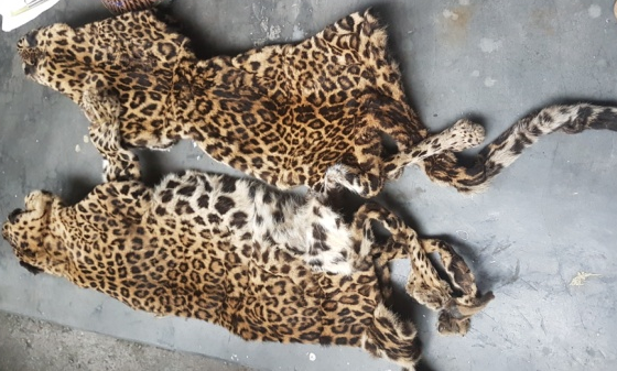 चितुवाको छाला सहित एक जना पक्राउ