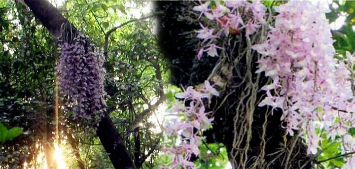 नयाँ वर्षको दिन मात्रै किन फुल्छ ‘सलहेश’ फूल