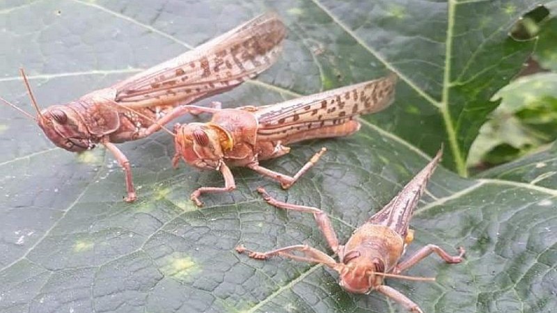 कर्णाली प्रदेशमा पनि देखियो सलहको झुण्ड