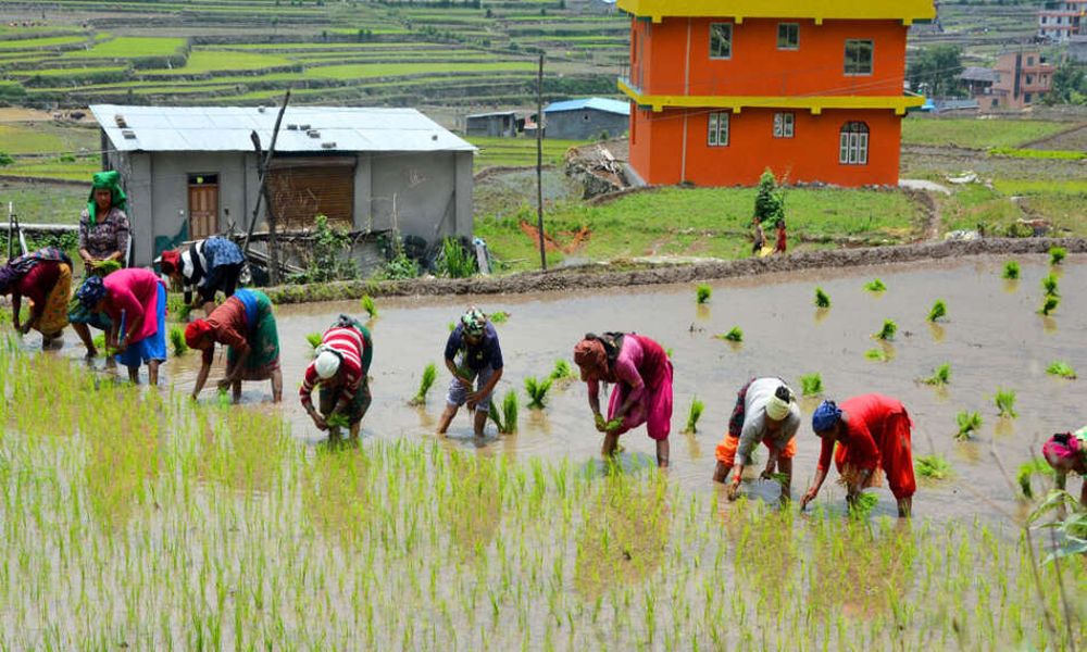 गत वर्षको तुलनामा औषत रोपाइँ साढे ८ % धेरै