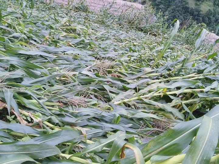 आठविसकोटका २सय ५५ घरपरिवारको मकैवालीमा क्षती