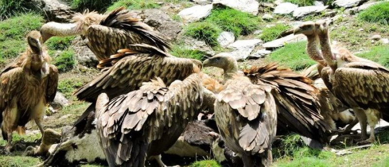 जाजरकोटमा ७८० गिद्ध भेटिए