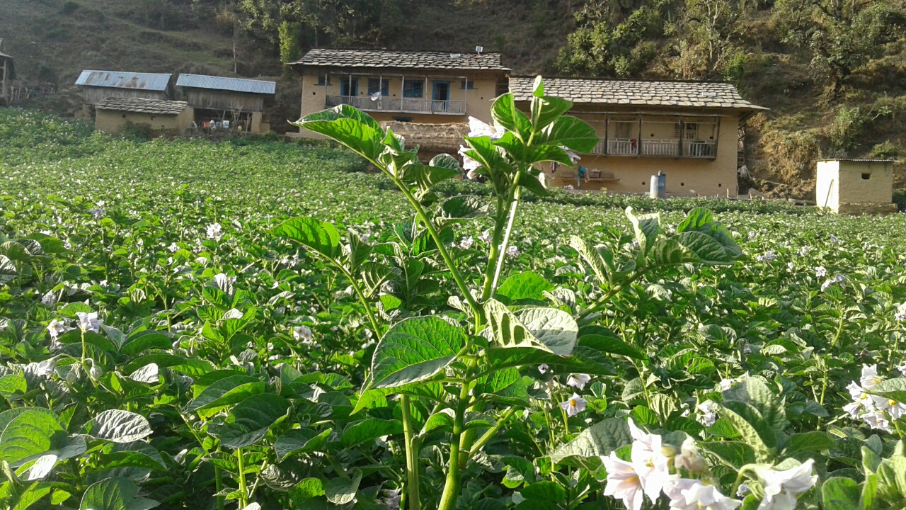आलु भित्र्याउने तयारीमा बाफुखोलाका किसान