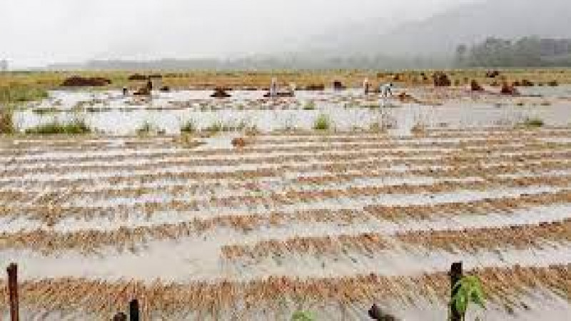 पानीमा भिजेको धानलाई  कसरी जोगाउने ?